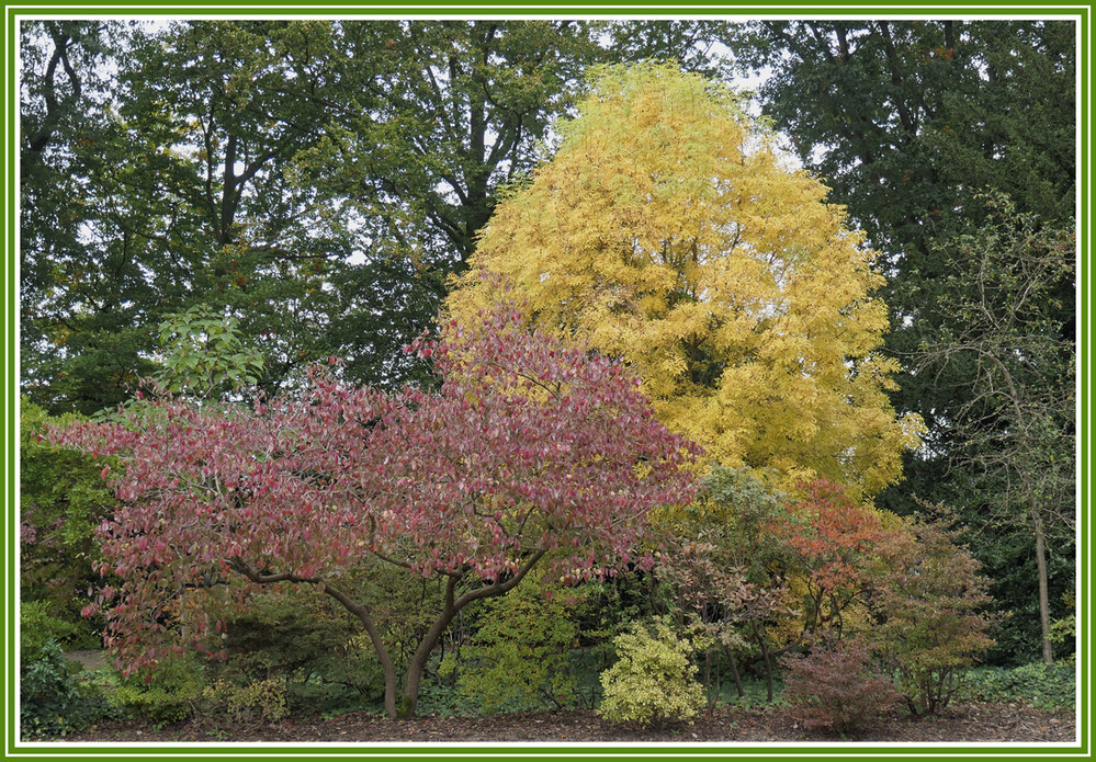 Herbstlicher Baum, Wald  "Die Farben des Herbstes "
Elise
Schlüsselwörter: 2024