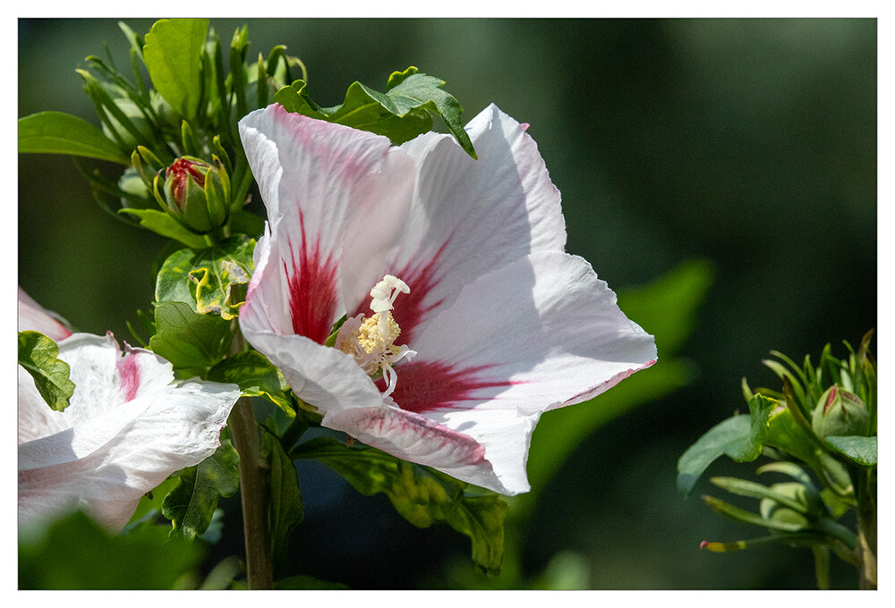 Frei "Hibiskusblüte"
Marianne
Schlüsselwörter: 2024