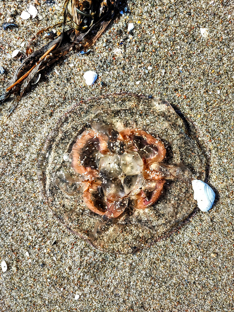 Frei "Qualle am Ostseestrand"
Manni
Schlüsselwörter: 2024