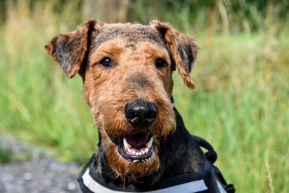 Frei „Airedale Terrier - Zorro -“
Roland
Schlüsselwörter: 2024