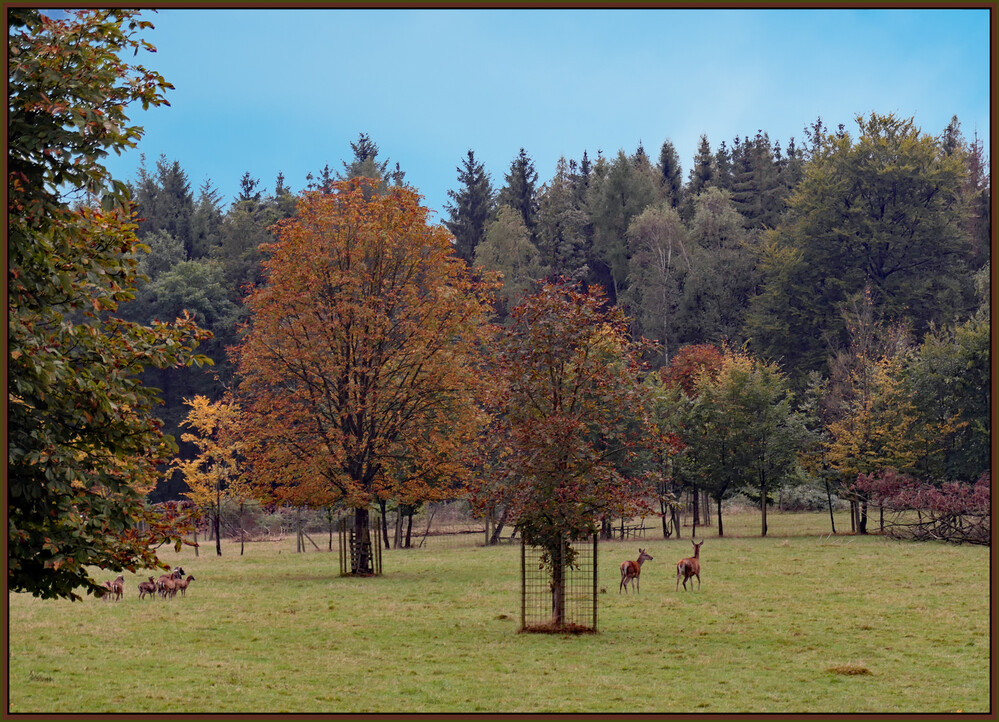 Herbstlicher Baum, Wald "Hertbststimmung in Bayern"
Elise
Schlüsselwörter: 2024