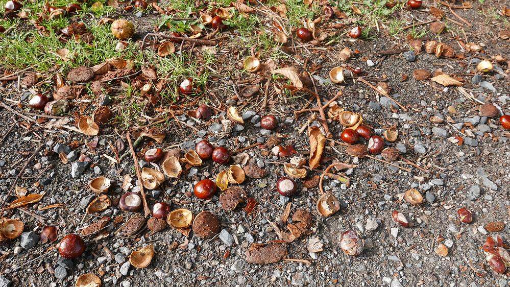 Herbstlich "Unter dem Kastanienbaum"
Norbert
Schlüsselwörter: 2021