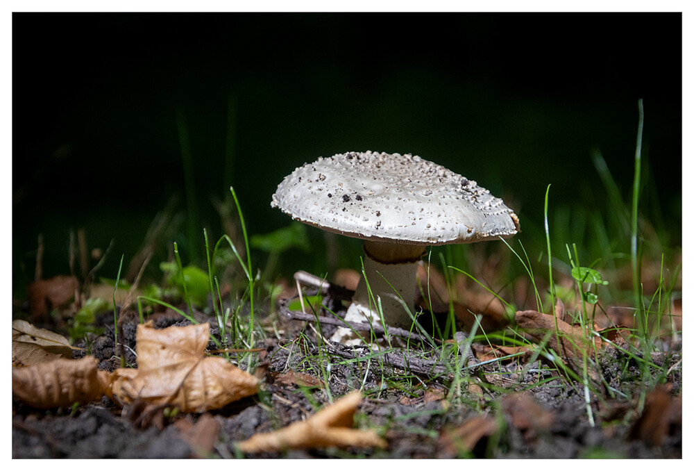 Herbstliches Stillleben "Pilz"
Marianne
Schlüsselwörter: 2023