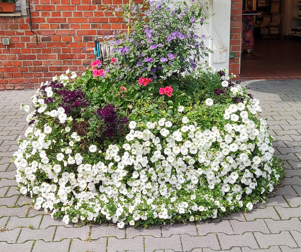 Alles was blüht „Blumenkübel "
Norbert
Schlüsselwörter: 2021