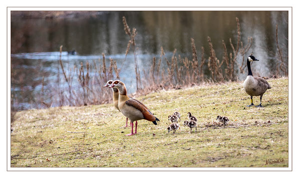 Nilgansfamilie
Kaum zu glauben aber diese Nilgansfamilie ist schon unterwegs obwohl es noch so kühl ist. Hoffentlich geht dies gut!!
Erstaunlich gelassen reagierten sie auf die Kanadagänse.
Schlüsselwörter: Nilgans, Kücken