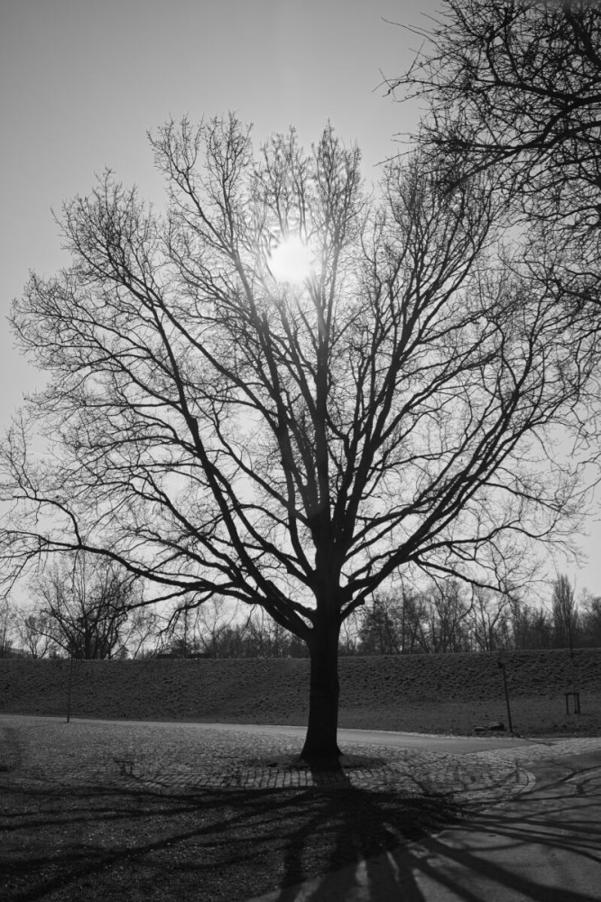 Fotowalk Düsseldorf Südpark "Im Gegenlicht"
Karl-Heinz
Schlüsselwörter: 2025