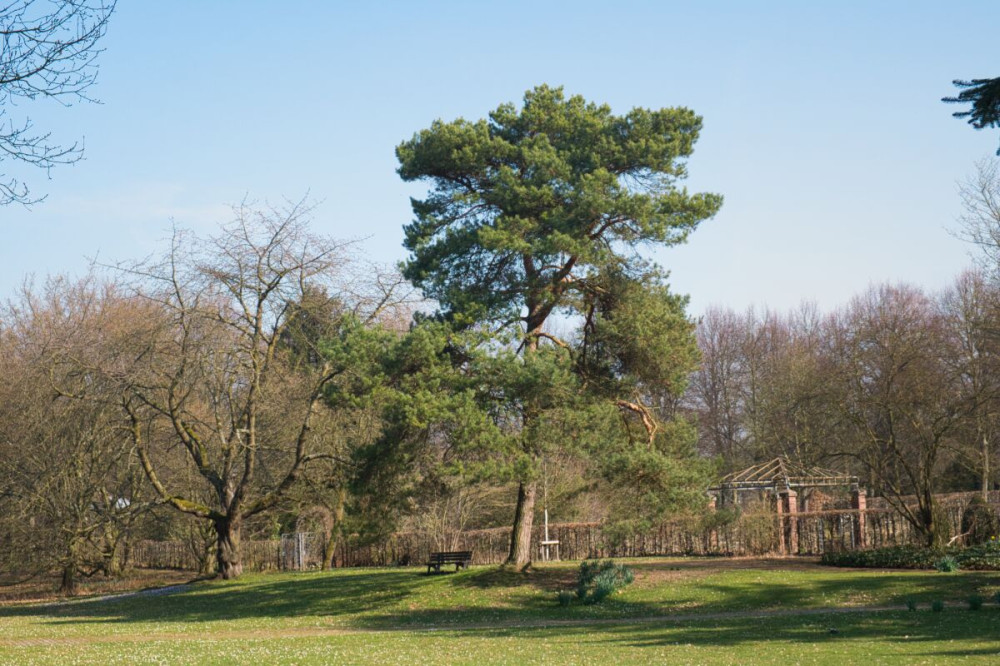 Fotowalk Düsseldorf Südpark "Die alte Kiefer"
Karl-Heinz
Schlüsselwörter: 2025