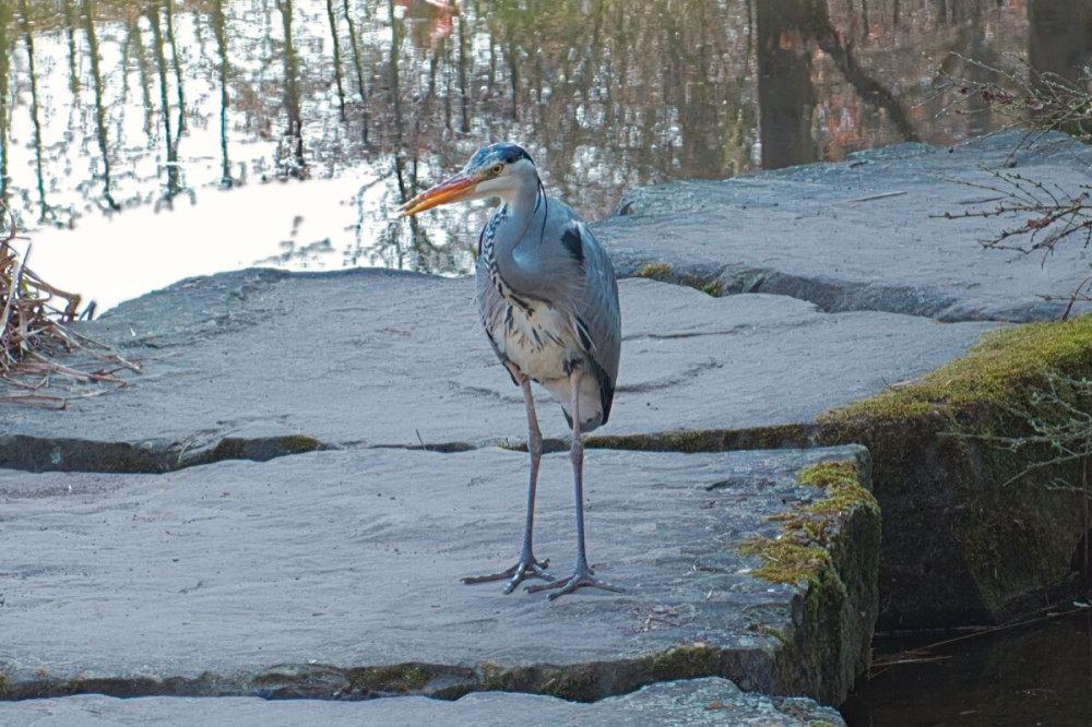 Fotowalk Düsseldorf Südpark "Reiher"
Karl-Heinz
Schlüsselwörter: 2025