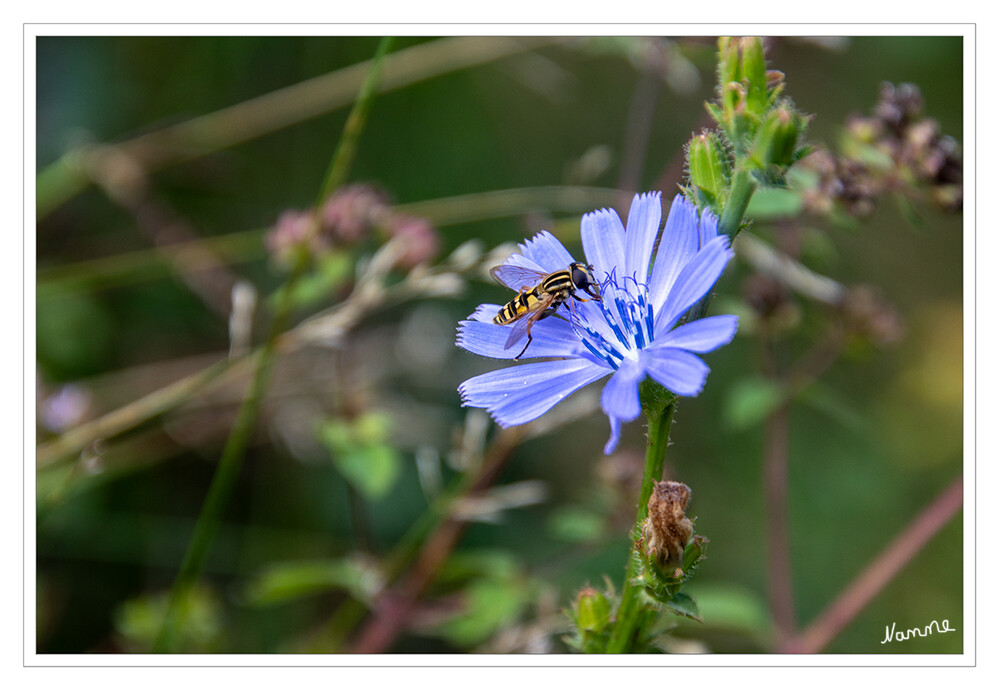 Schwebfliege
Die Schwebfliegen, auch Stehfliegen oder Schwirrfliegen genannt, sind eine Familie der Insektenordnung Zweiflügler. Innerhalb dieser werden sie den Fliegen zugeordnet. Weltweit sind etwa 6000 Arten beschrieben, davon 1800 für die Paläarktis und 458 in Deutschland. lt. Wikipedia
Schlüsselwörter: 2024