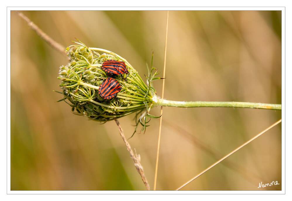 Streifenwanzen
(Graphosoma italicum)
Die Streifenwanze gehört zur Gruppe der Wanzen, die sich durch ihre vielfältigen Formen und Lebensweisen auszeichnet. Das markanteste Merkmal des friedlichen Pflanzensaugers sind die schwarz-roten Streifen, die der Abschreckung von Feinden dienen. lt. Nabu

Schlüsselwörter: 2024