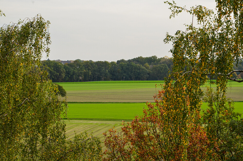 Landschaften „Blick über die Felder“
Perla
Schlüsselwörter: 2022