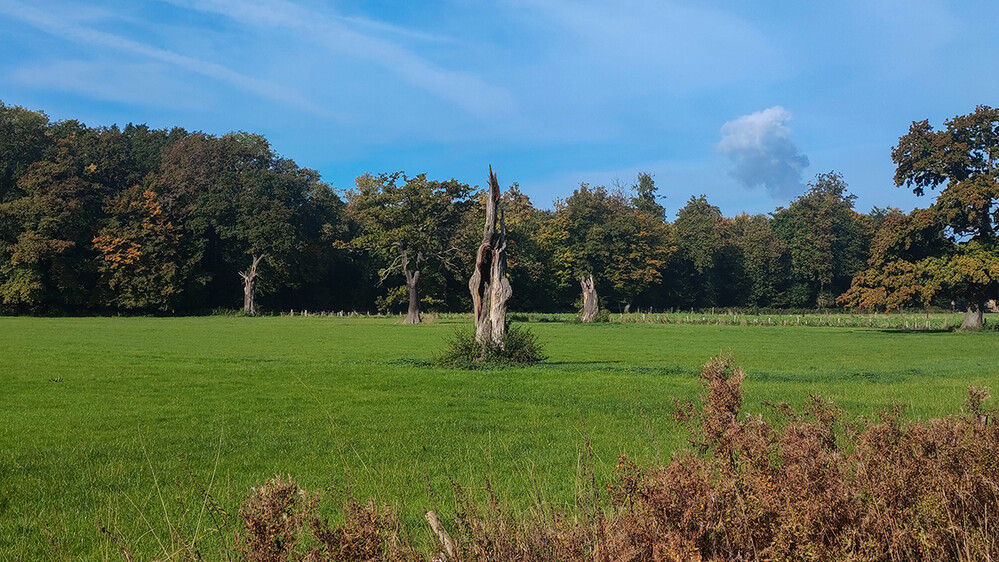 Landschaft "Mit abgestorbener Eiche"
Manni
Schlüsselwörter: 2022