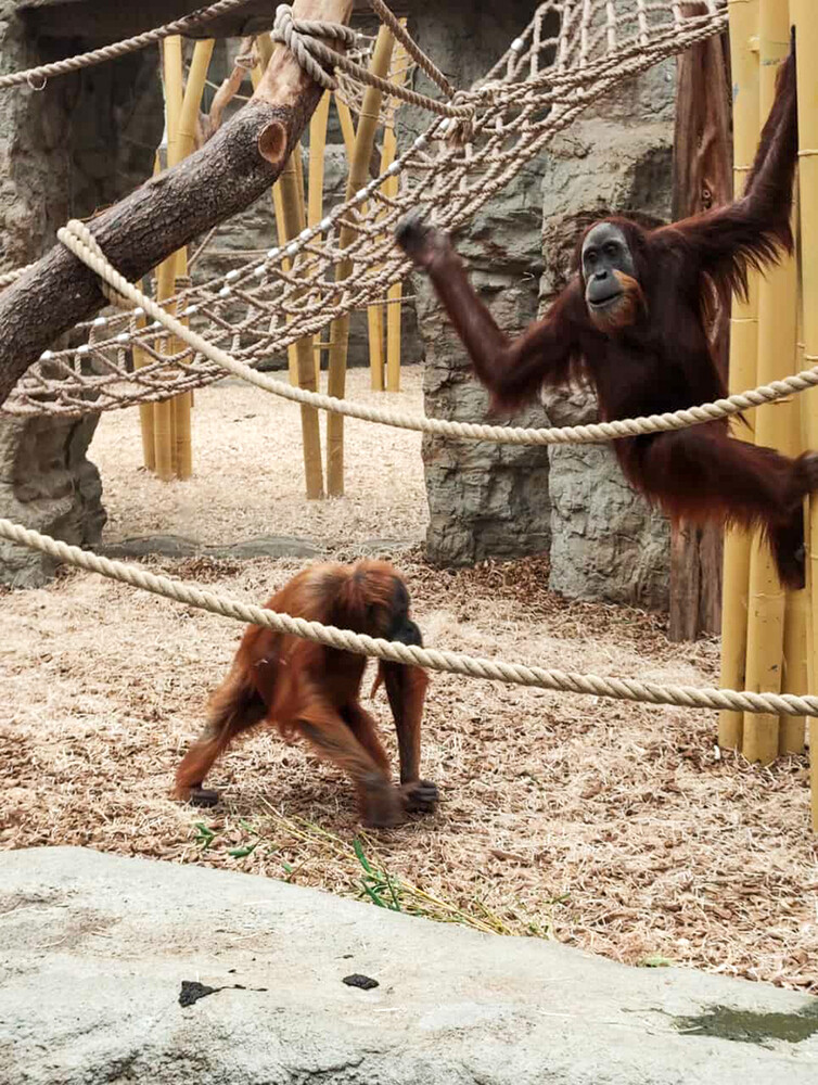 Tiere "Hallo"
Sumatra-Orang-Utan (Pongo abelii)
Manni
Schlüsselwörter: 2022