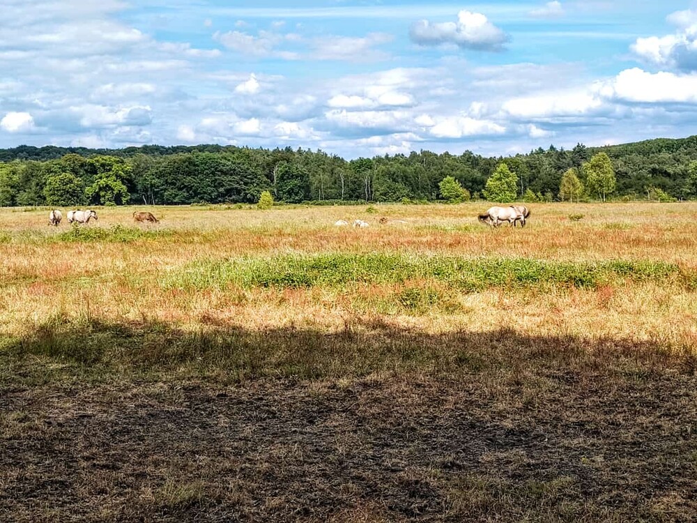 Impressionen aus Brüggen
Heidetour
Schlüsselwörter: 2024