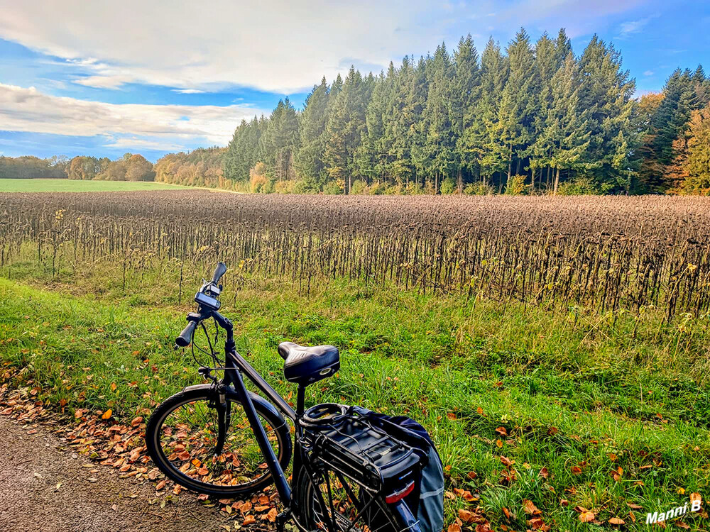 Kleine Radtour
vorbei an schwazen Sonnenblumen
Schlüsselwörter: 2024