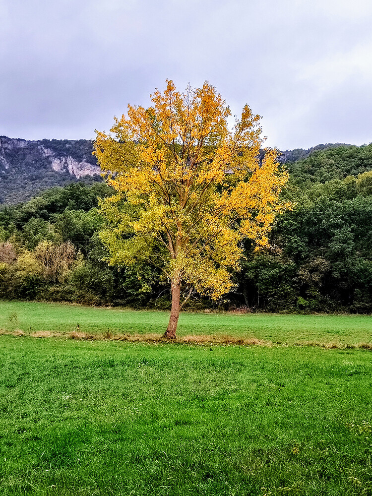 Herbstlicher Baum, Wald  "Baum"
Manni
Schlüsselwörter: 2024