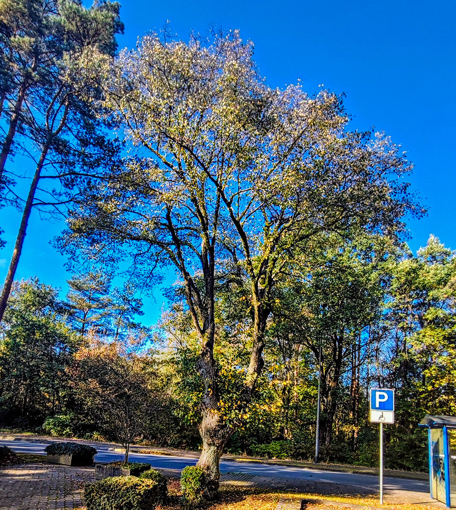 Herbstlicher Baum, Wald  "Herbstbaum"
Manni
Schlüsselwörter: 2024