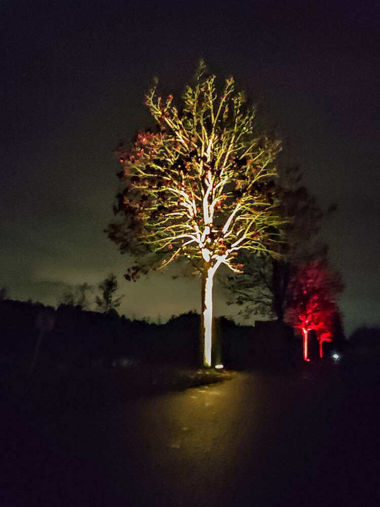 Herbstlicher Baum, Wald  "Herbstleuchten"
Manni
Schlüsselwörter: 2024