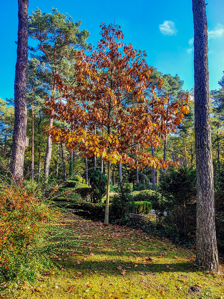 Herbstlicher Baum, Wald  "Kleine Eiche"
Manni
Schlüsselwörter: 2024