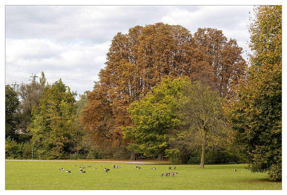 Herbstlicher Baum, Wald  "Herbstlich eingefärbt"
Marianne
Schlüsselwörter: 2024