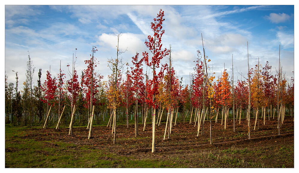 Herbstlicher Baum, Wald  "Ahornbäume "
Marianne
Schlüsselwörter: 2024