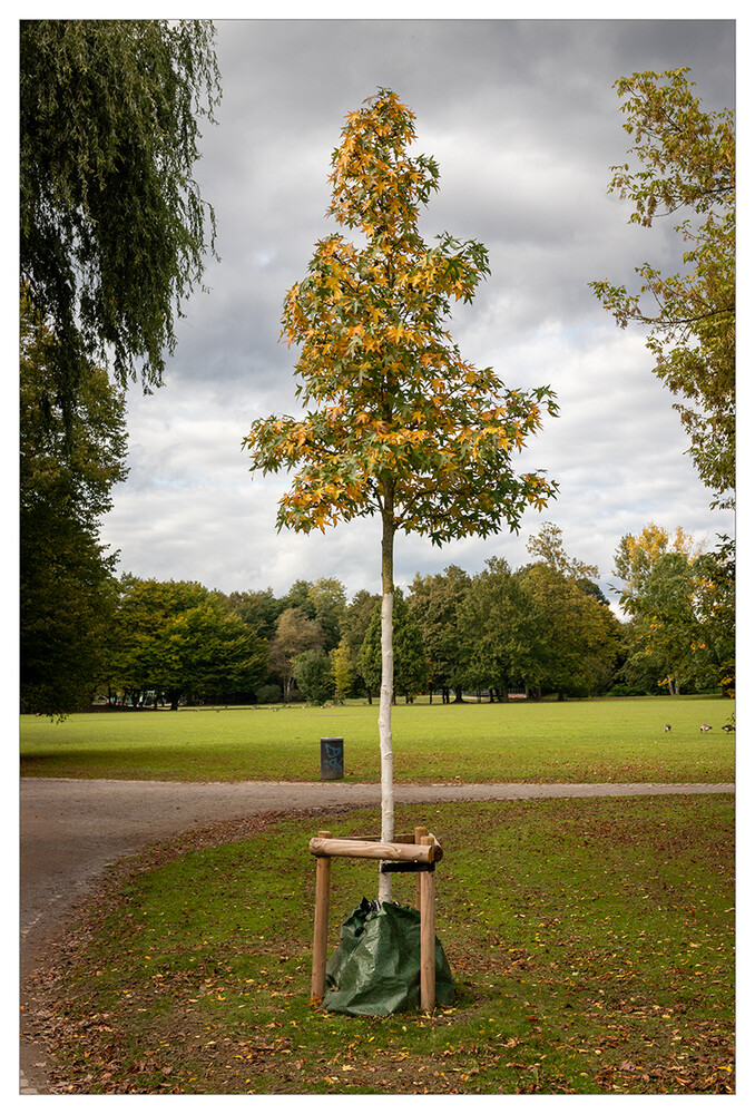 Herbstlicher Baum, Wald  "Junger Baum "
Marianne
Schlüsselwörter: 2024