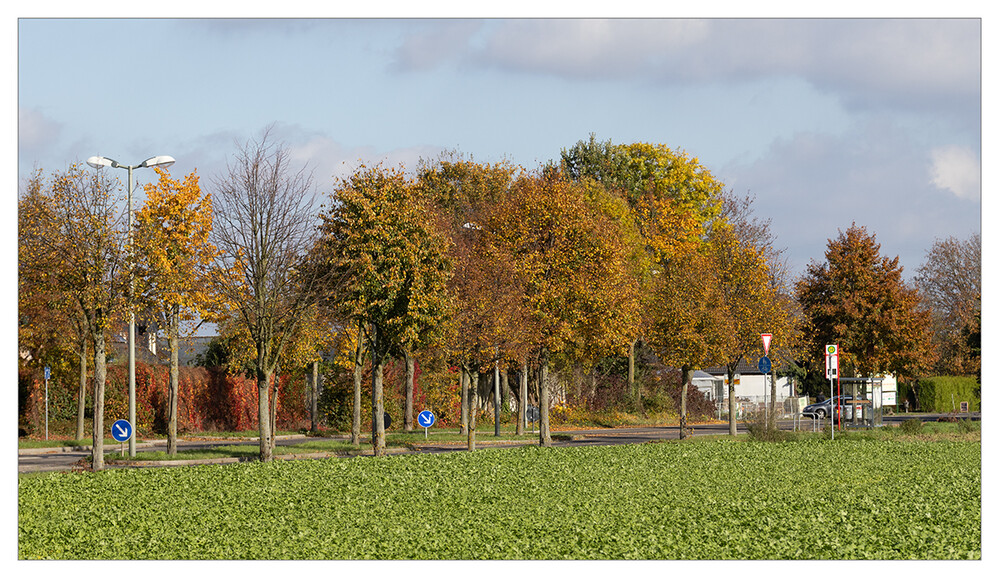 Herbstlicher Baum, Wald  "Allee"
Marianne
Schlüsselwörter: 2024