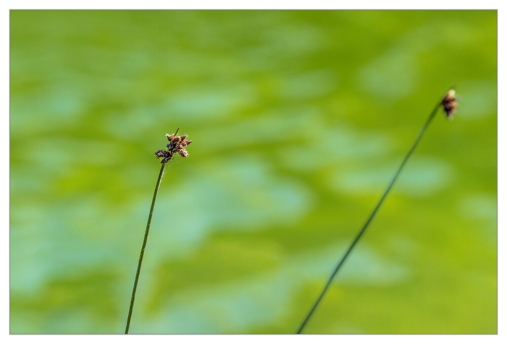 Minimalistisch "Halme am Wasser"
Marianne
Schlüsselwörter: 2023