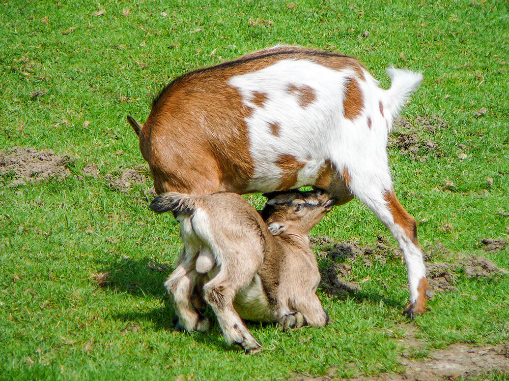 Tiere "Ich bin doch noch klein"
Norbert
Schlüsselwörter: 2021