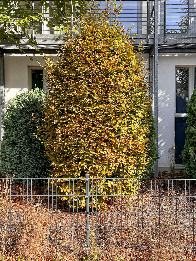 Herbstlicher Baum, Wald „Der Herbst lässt grüßen“
Marianne
Schlüsselwörter: 2024