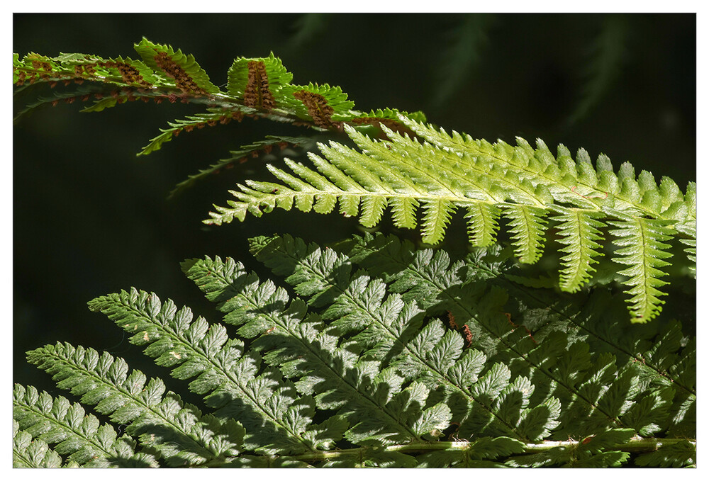 Naturaufnahmen "Drei Generationen Farn"
Marianne
Schlüsselwörter: 2024