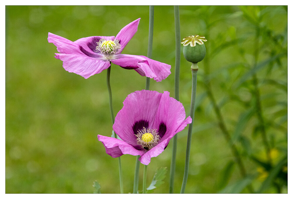 Naturaufnahmen "Mohn in lila"
Marianne
Schlüsselwörter: 2024