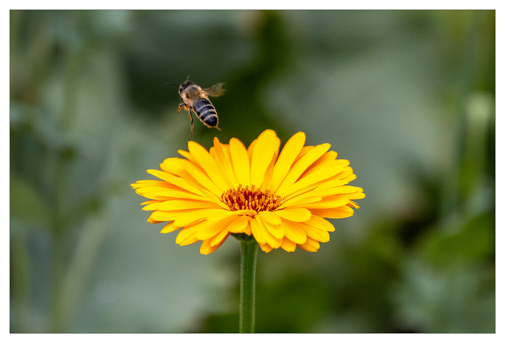 Naturfotografie "Ringelblume und Bienchen"
Marianne
Schlüsselwörter: 2024