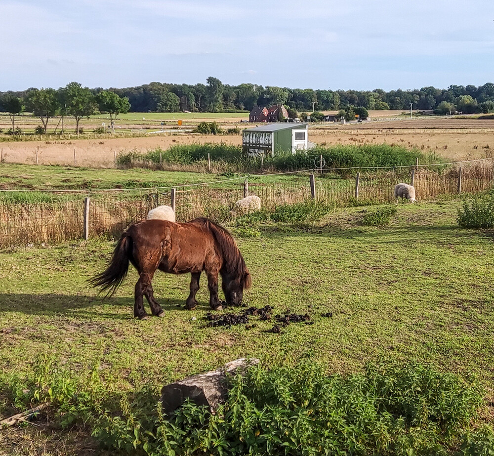 Tiere "Pony"
Norbert
Schlüsselwörter: 2022