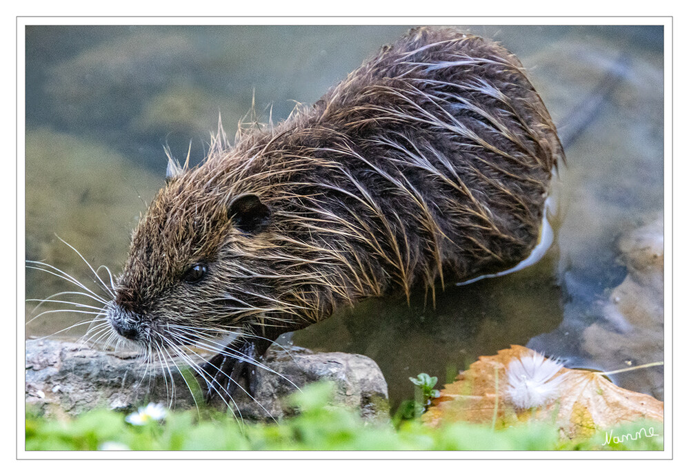 Nutria
Myocastor coypus
Auf den ersten Blick ähnelt die Nutria dem Biber, hat jedoch einen runden Schwanz. Wie Biber leben Nutrias immer in Wassernähe, hier jedoch in selbstgegrabenen Erdhöhlen im Uferbereich oder in Schilfnestern. In NRW kommt die Art praktisch flächendeckend vor. lt. Nabu

Schlüsselwörter: 2024