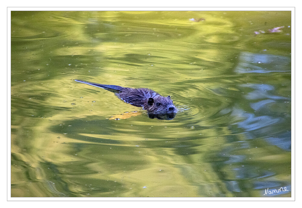 Nutria
auch Biberratte oder seltener Sumpfbiber, Schweifbiber, Schweifratte, Wasserratte oder Coypu genannt, ist eine aus Südamerika stammende und in Mitteleuropa angesiedelte Nagetierart. lt.Wikipedia
