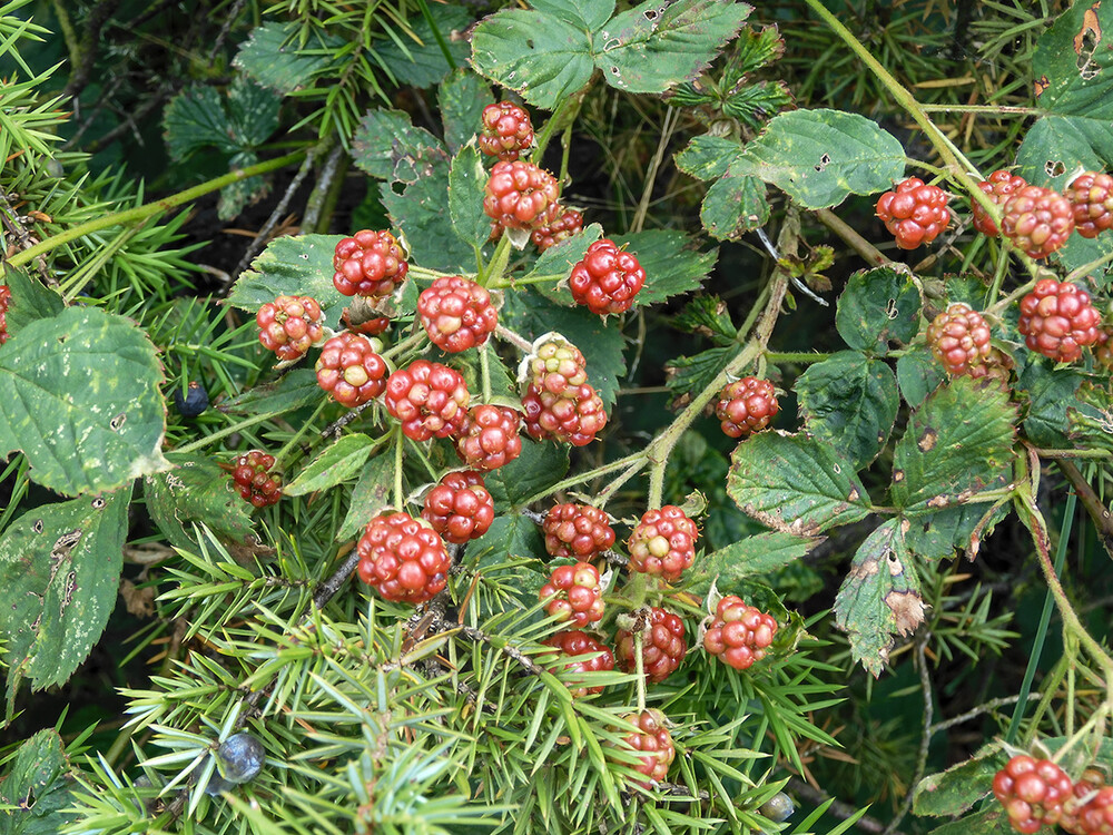 Obst und Gemüse „Brombeeren im Wacholder“ 
Perla
Schlüsselwörter: 2021