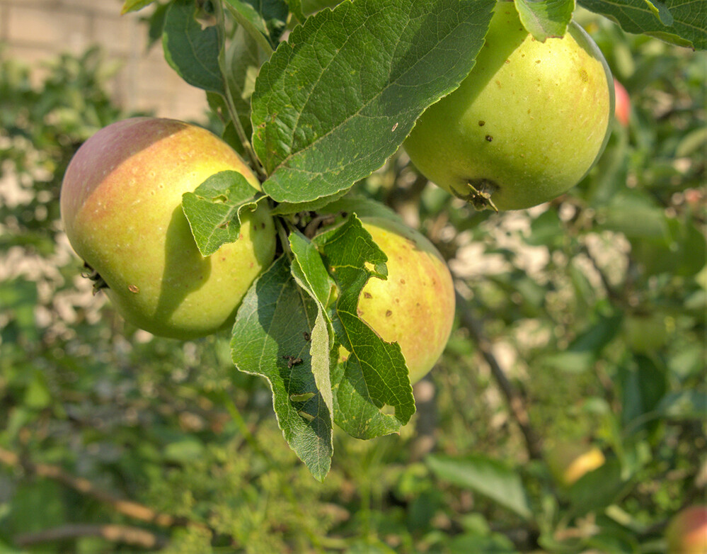 Obst und Gemüse " Braeburn"
Norbert
Schlüsselwörter: 2021