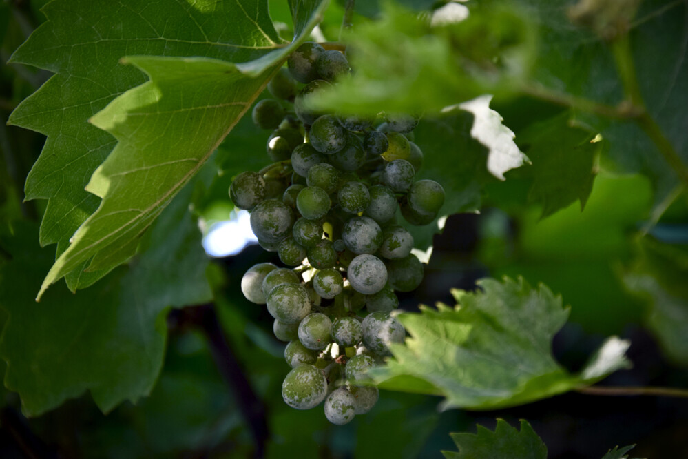 Obst und Gemüse „Weinrebe“
Janine
Schlüsselwörter: 2021