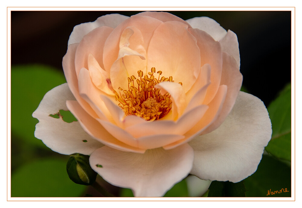 Rosenblüte
Rosen sind die namensgebenden Pflanzen der taxonomischen Gattung und Familie der Rosengewächse. Die Gattung umfasst je nach Auffassung des Autors 100 bis 250 Arten auf der Nordhalbkugel, weltweite Gesamtzahlen sind derzeit noch schwierig zu benennen. lt Wikipedia
Schlüsselwörter: 2024