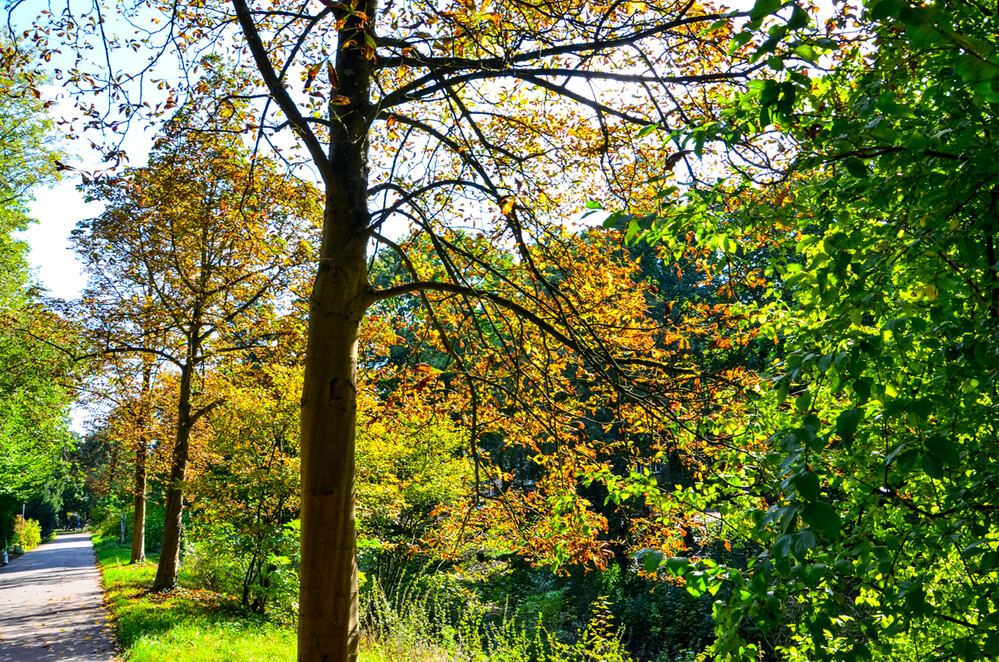 Herbstlicher Baum, Wald „Chlorophyll verlässt uns“
Perla
Schlüsselwörter: 2024