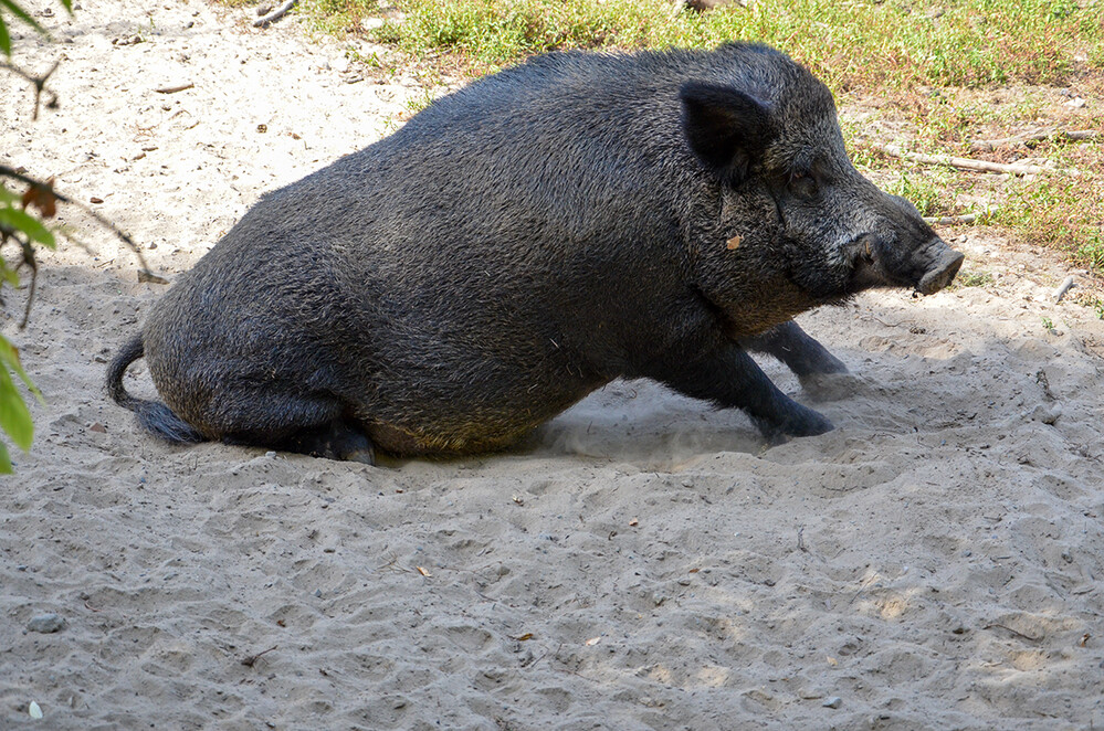 Tiere „Los geht´s“
Perla
Schlüsselwörter: 2022