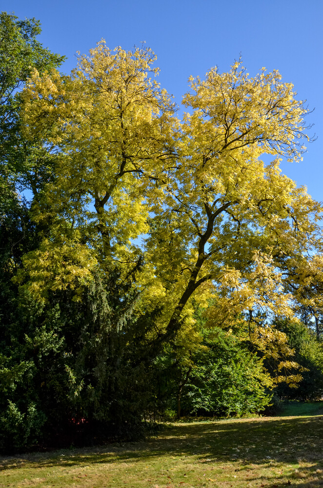 Herbstlicher Baum, Wald „Gelb gefärbt“
Perla
Schlüsselwörter: 2024