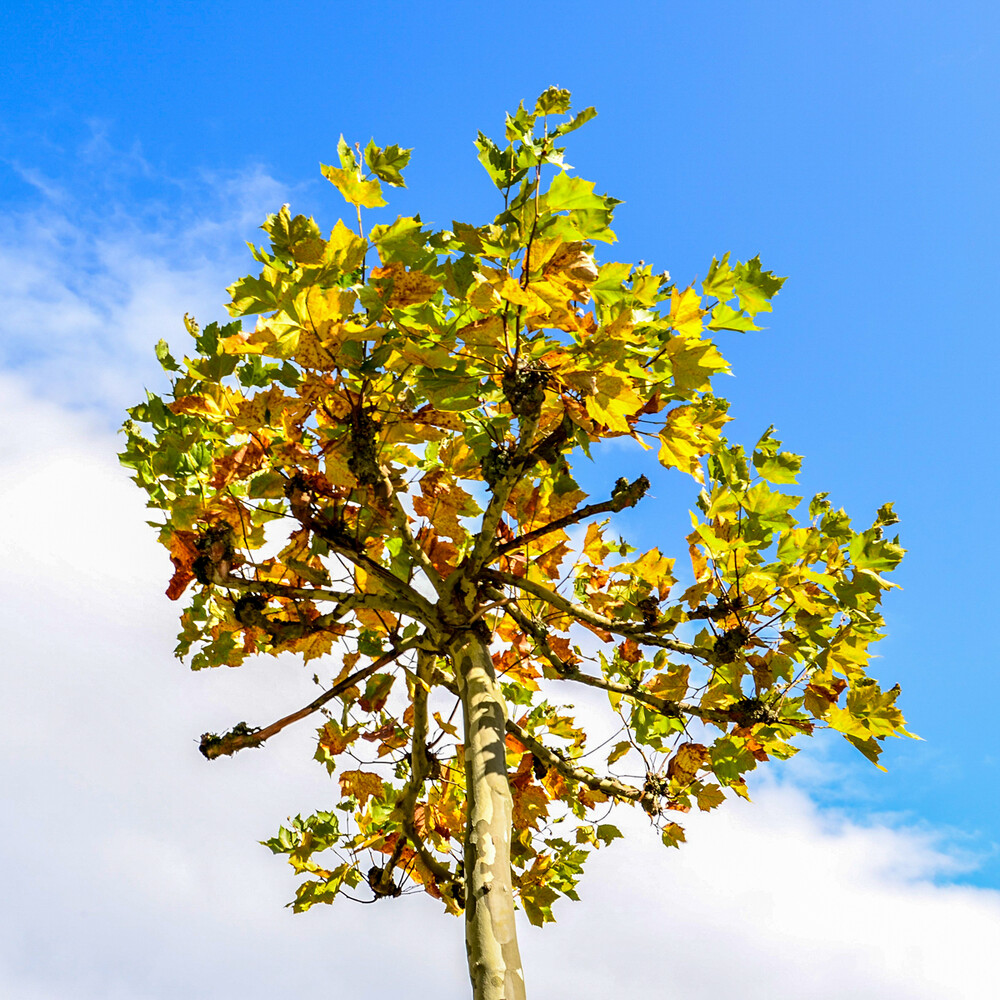 Herbstlicher Baum, Wald  „Hochgeschaut“
Perla
Schlüsselwörter: 2024