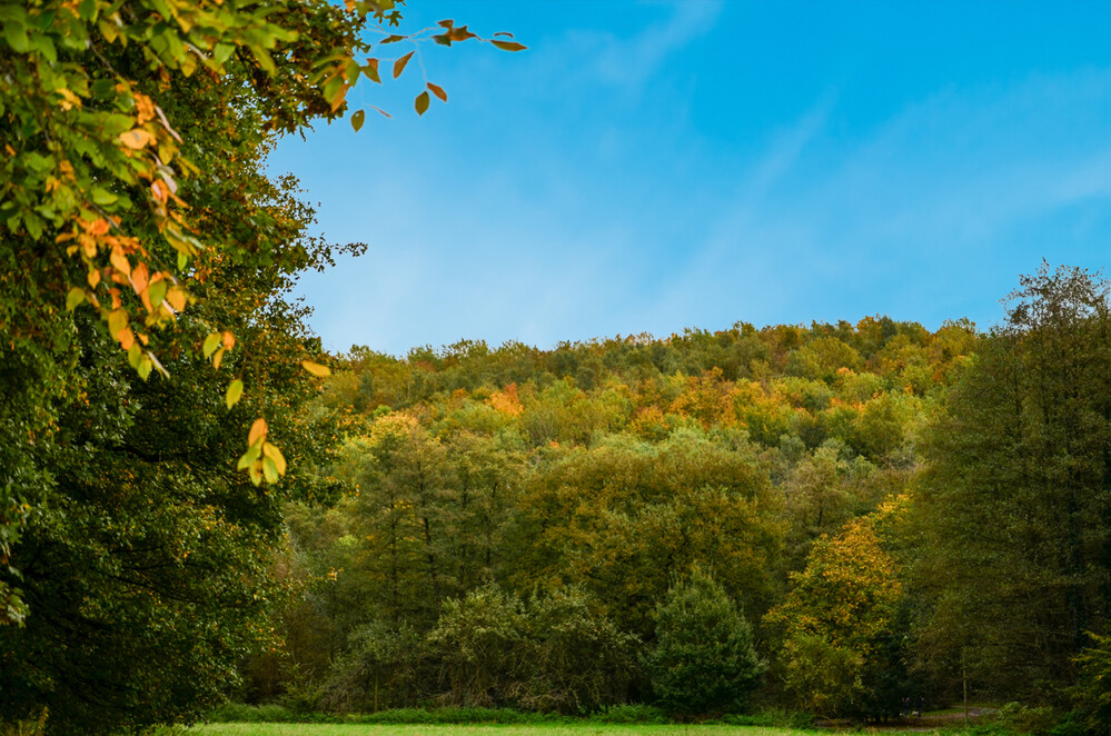 Herbstlicher Baum, Wald „Leichte Färbung, da geht noch mehr“
Perla
Schlüsselwörter: 2024