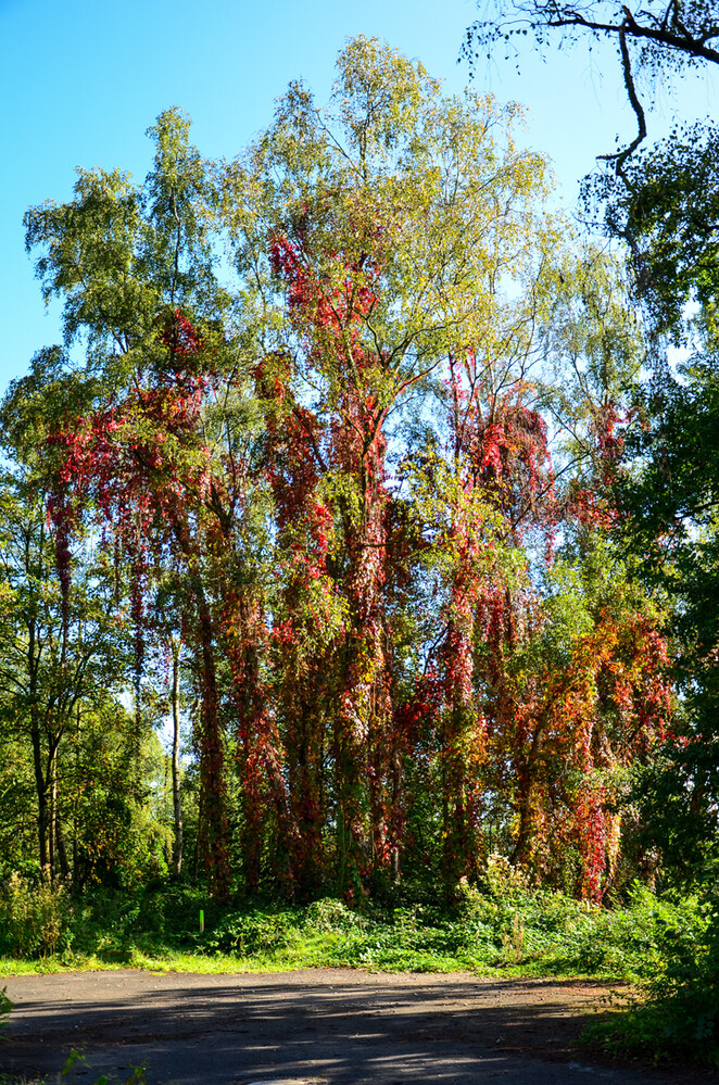 Herbstlicher Baum, Wald „Waldrand“
Perla
Schlüsselwörter: 2024