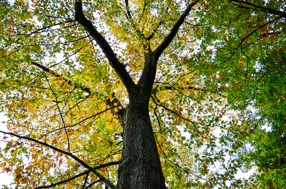 Herbstlicher Baum, Wald  "Blickpunkt "
Perla
Schlüsselwörter: 2024