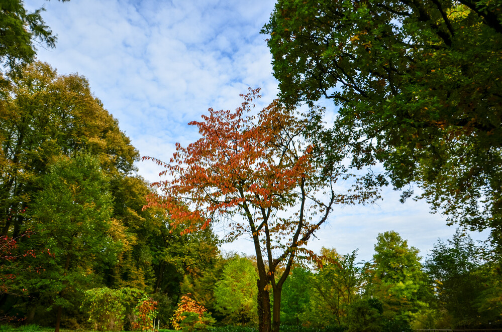 Herbstlicher Baum, Wald „Gerahmt“
Perla
Schlüsselwörter: 2024