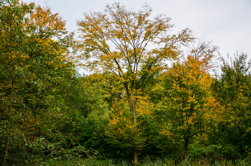 Herbstlicher Baum, Wald „Gruppe“
Perla
Schlüsselwörter: 2024