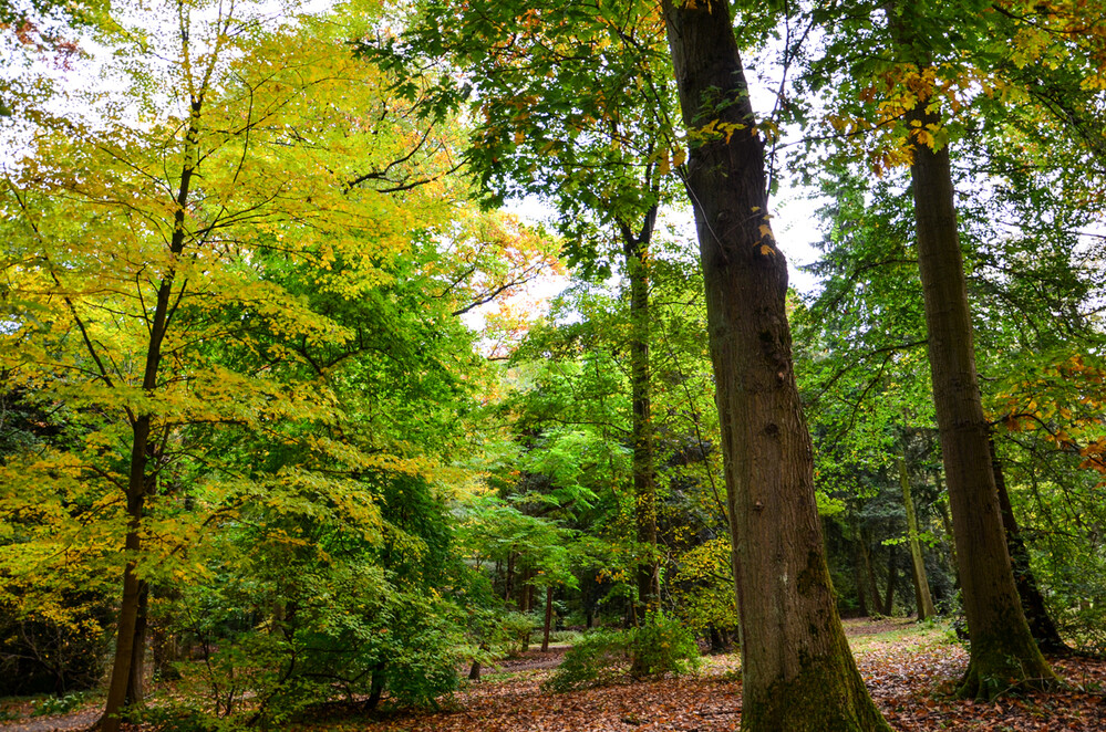 Herbstlicher Baum, Wald „Waldmitte“
Perla
Schlüsselwörter: 2024